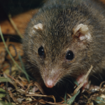 Antechinus