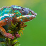 Chameleon