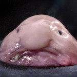 blobfish