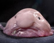 blobfish